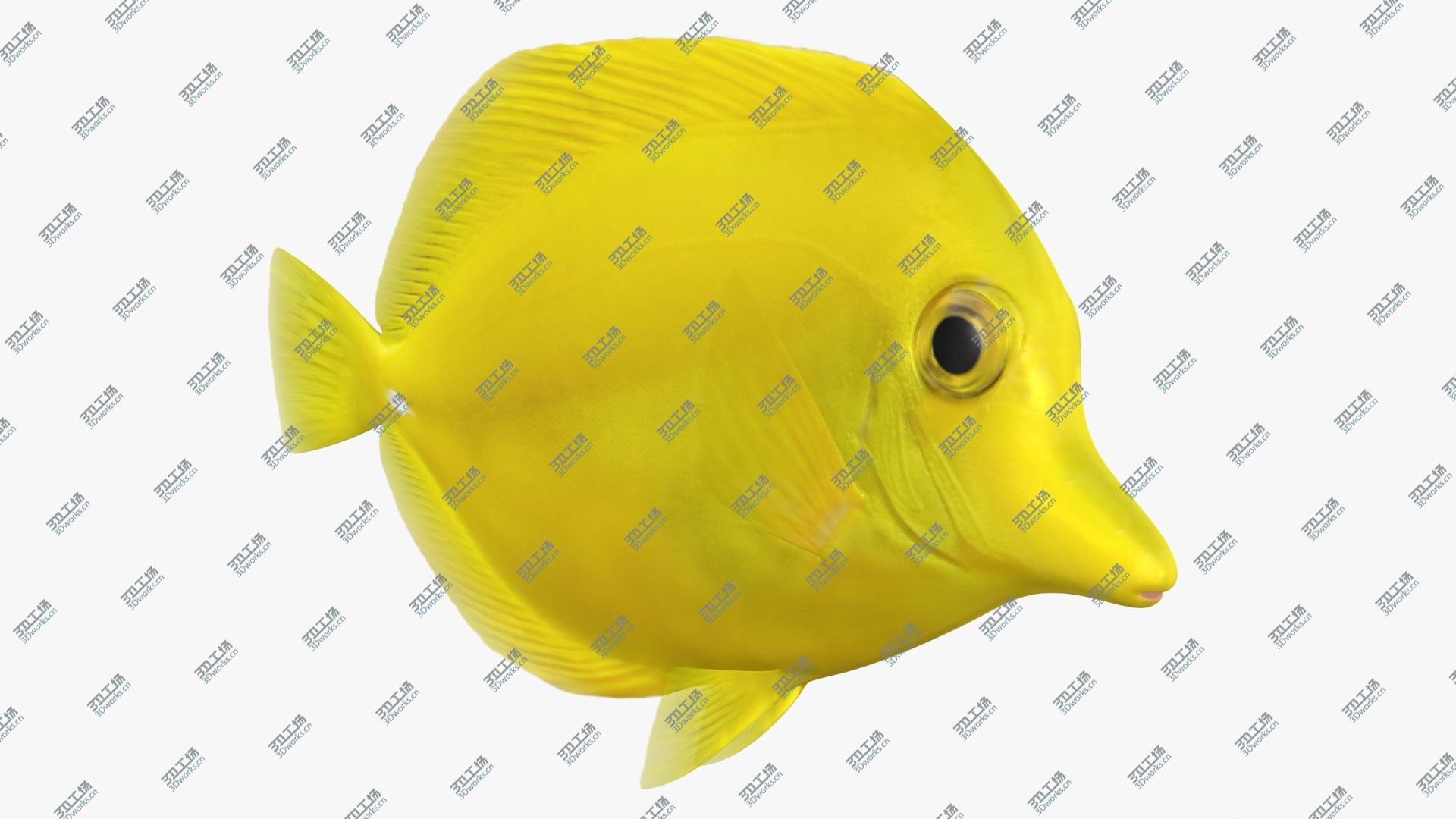 images/goods_img/2021040165/Yellow Tang (Animated) 3D/2.jpg